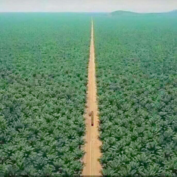 Kebun Kurma Seluas Jakarta Pusat Milik Al Rajhi - Berita 
